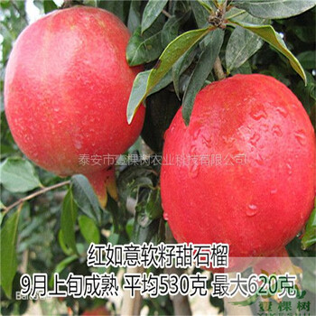 甜石榴樹苗供應