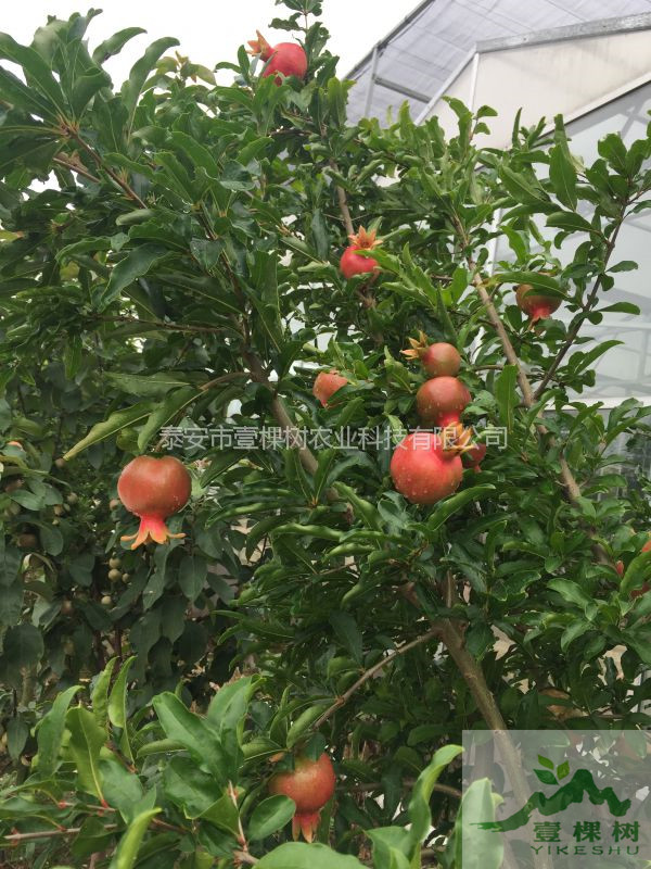 花石榴树苗适合哪些地方栽