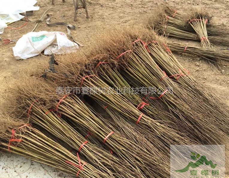 軟籽石榴樹苗廠家