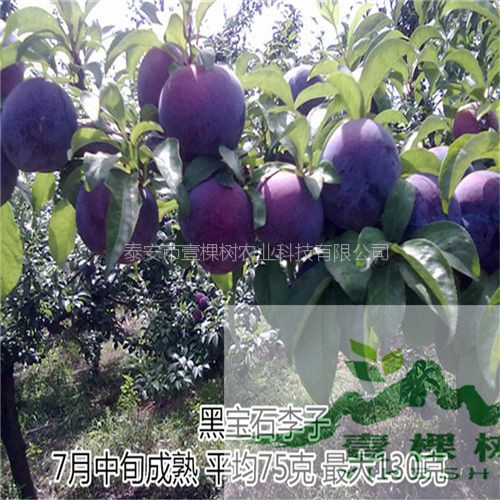 三月李樹苗畝產(chǎn)量