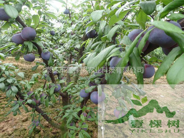 三月李樹苗畝產(chǎn)量