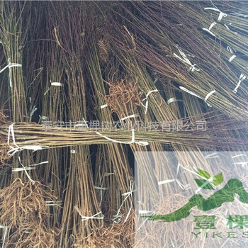 黃金奈李苗價格多少