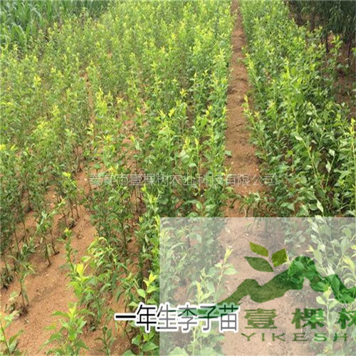 奈李苗價(jià)格多少