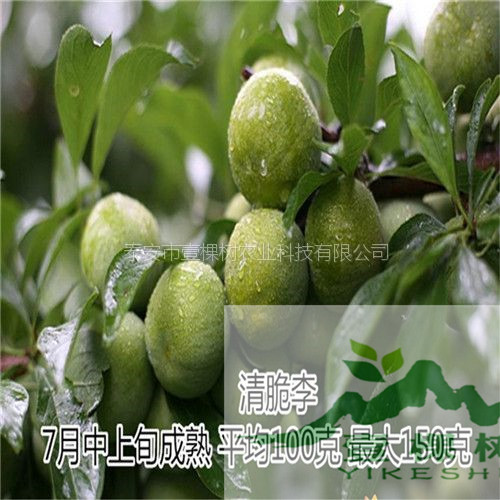 三月李樹苗畝產(chǎn)量
