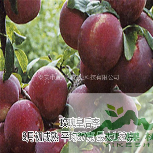 奈李苗價(jià)格多少
