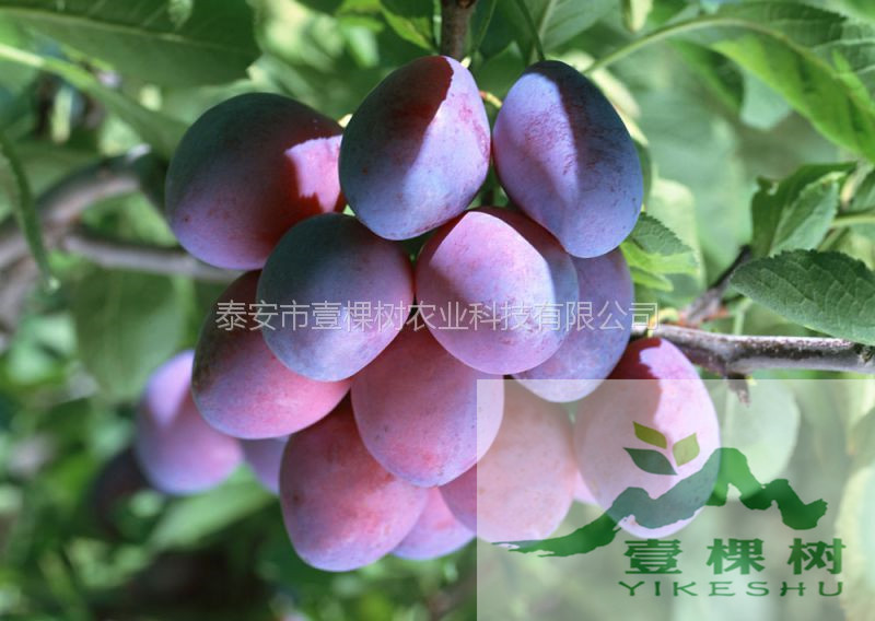 奈李苗價(jià)格多少