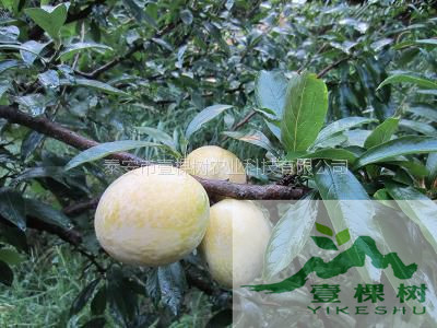 三月李樹苗畝產(chǎn)量