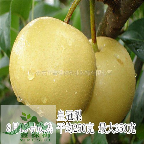 玉露香梨樹苗采購