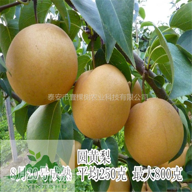 中梨4號梨樹苗規(guī)?；N植