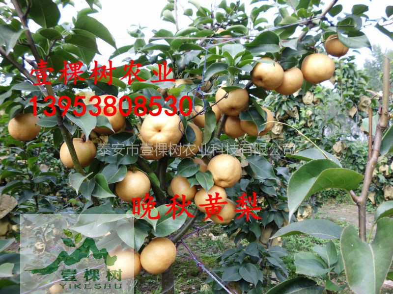中梨4號梨樹苗規(guī)模化種植