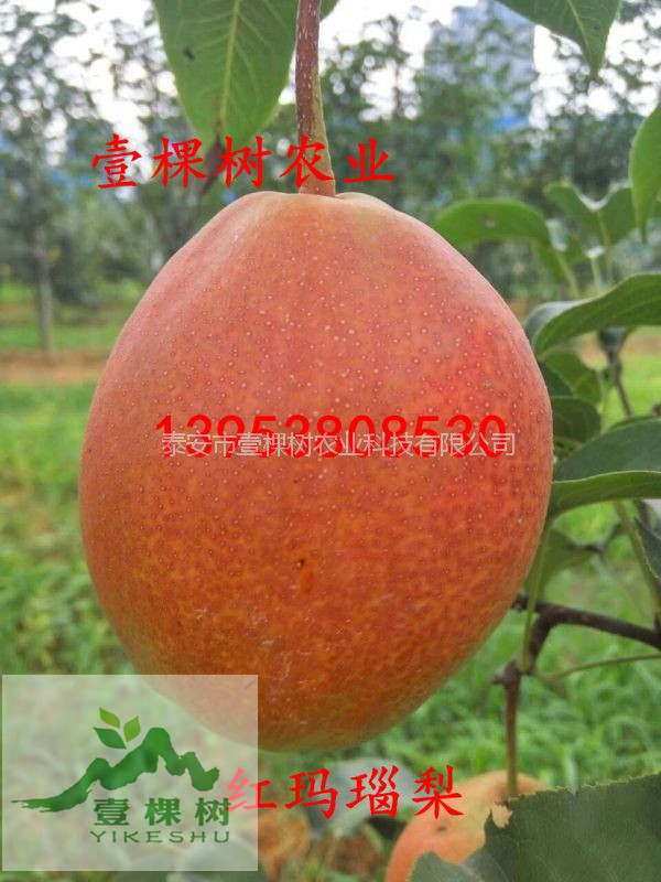 中梨4號梨樹苗規(guī)模化種植