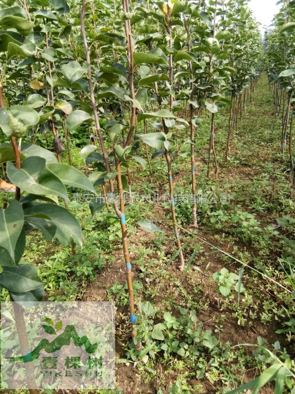 中梨4號梨樹苗規(guī)?；N植