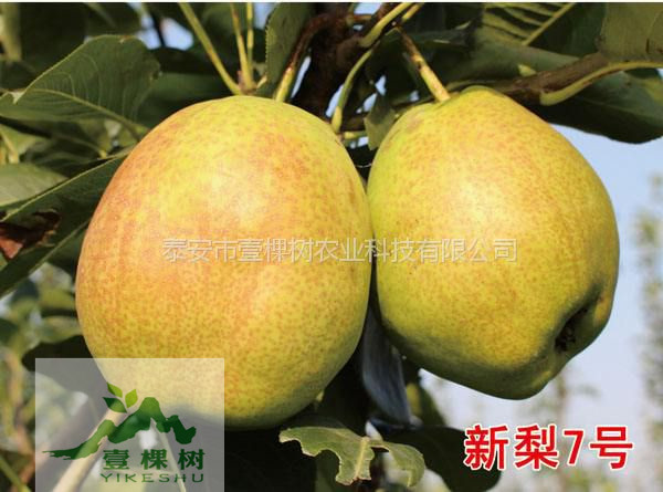 中梨4號梨樹苗規(guī)?；N植