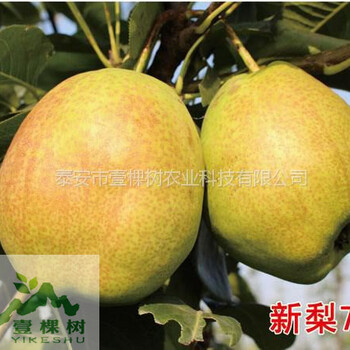 羅莎梨樹苗的表現(xiàn)