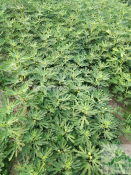 布蘭瑞克無花果苗幾月份成熟