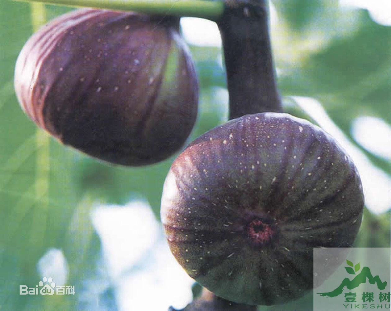 青皮無花果苗幾月份成熟
