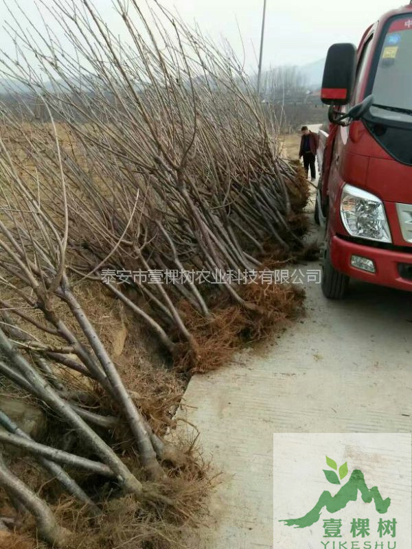 兰丁樱桃砧木特点