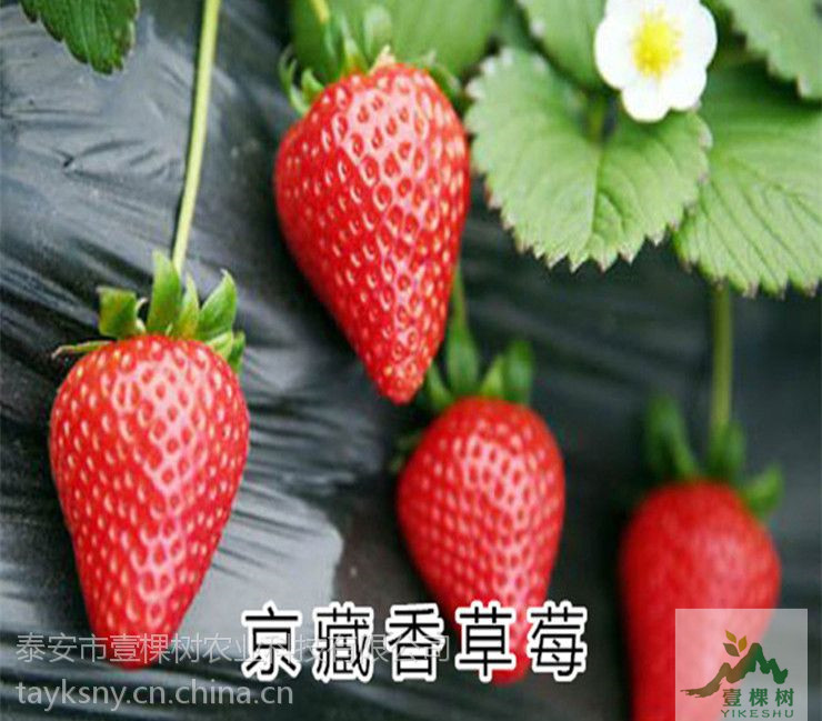 蒙特瑞草莓苗畝產(chǎn)多少