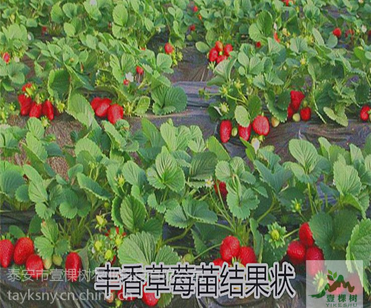 甜查理草莓苗供應(yīng)