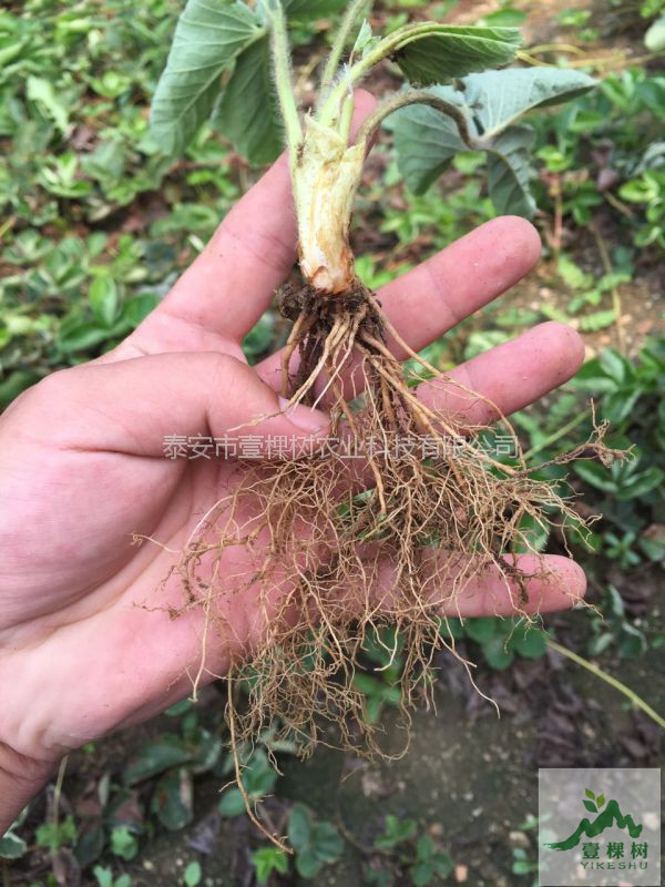 矮豐草莓苗適應栽培條件