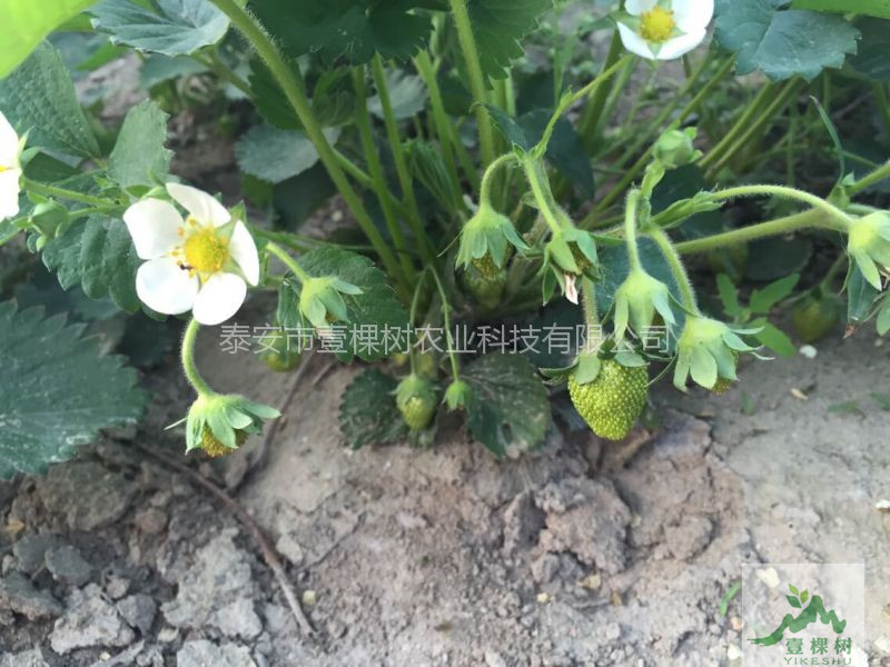香蕉草莓苗適合哪些地方栽