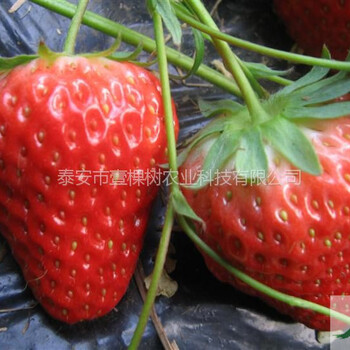 白草莓苗哪個品種好
