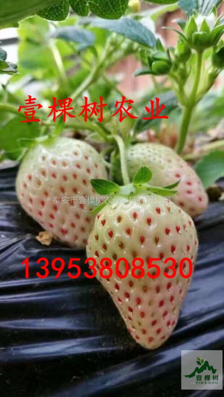 明晶草莓苗畝產(chǎn)量