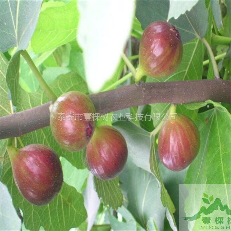 金傲芬無花果樹苗種植條件