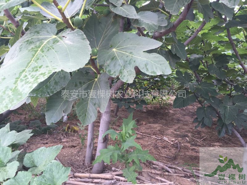 金傲芬無花果樹苗種植條件