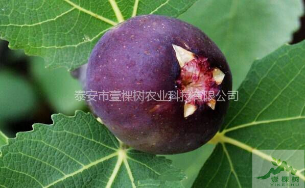 金傲芬無花果樹苗種植條件