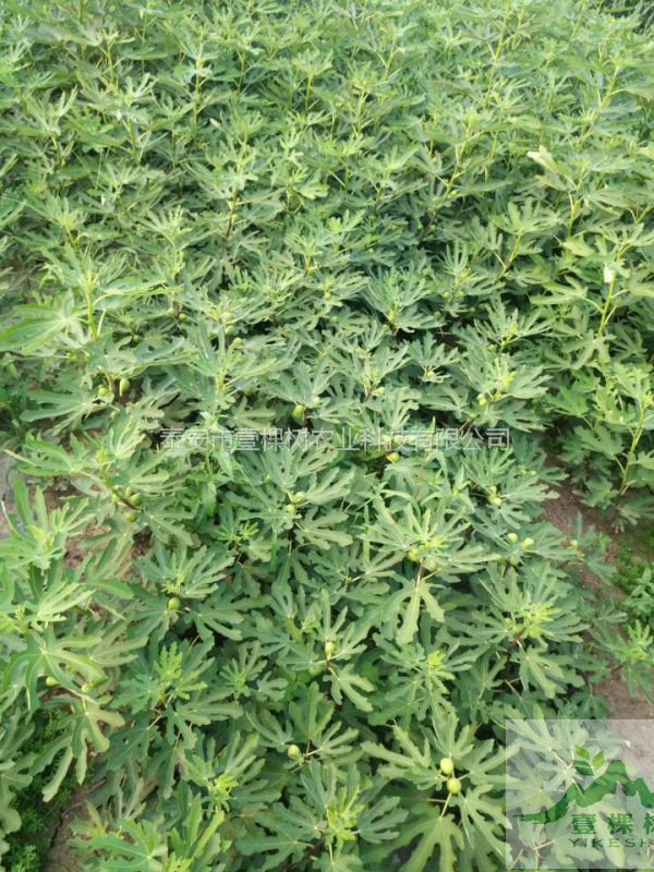 無花果枝條口感
