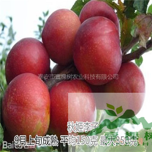 李苗口感