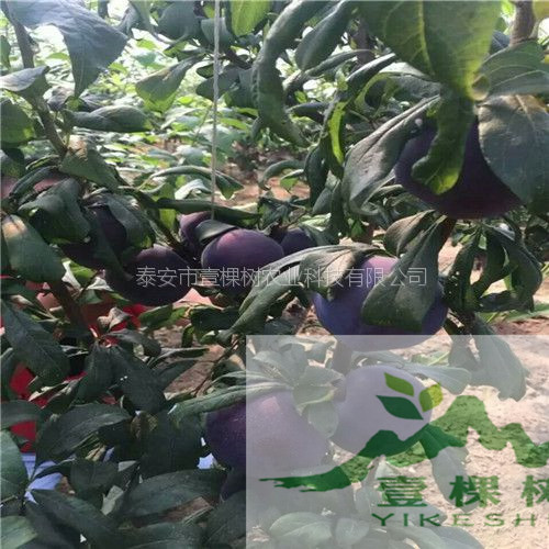 沙子空心李苗成活率高