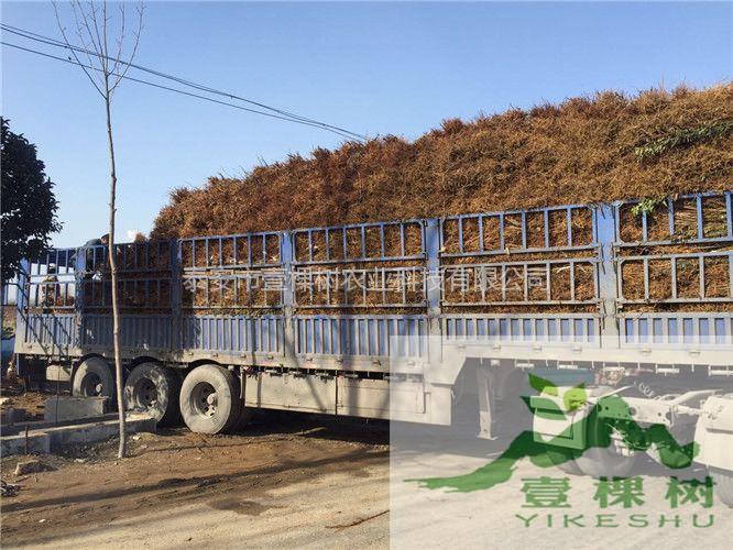 大紅袍李子苗畝產(chǎn)多少