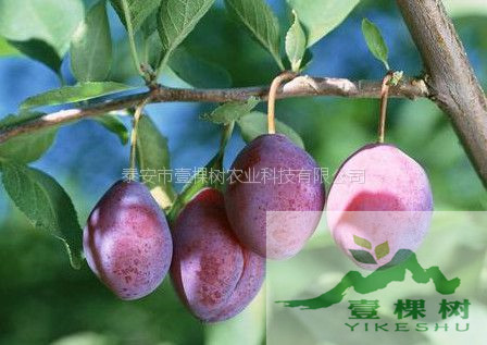 李苗口感