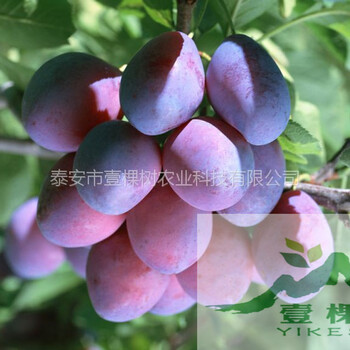 4公分李樹苗豐產(chǎn)
