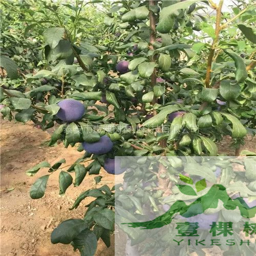 太陽(yáng)李樹(shù)苗規(guī)格