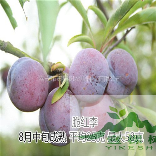 4公分李樹苗豐產(chǎn)