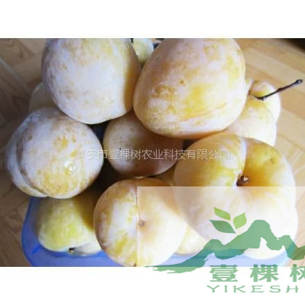 李苗口感
