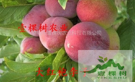 巨早李樹苗果實的