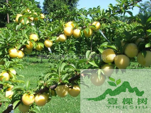 李苗口感
