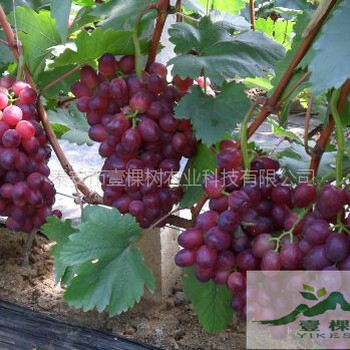 北醇葡萄苗哪個品種好