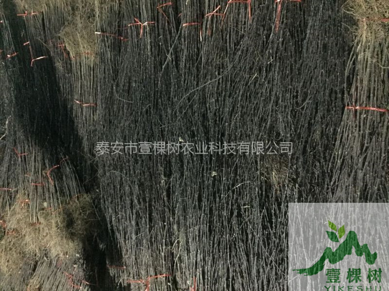 南強(qiáng)1號(hào)花椒苗自產(chǎn)自銷