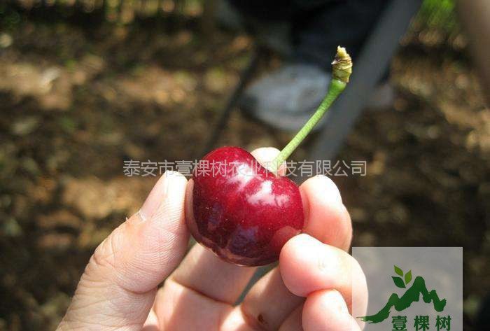 玛瑙红樱桃苗几月份成熟
