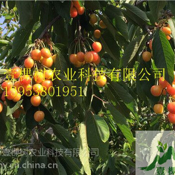 蘭丁櫻桃砧木畝產(chǎn)多少