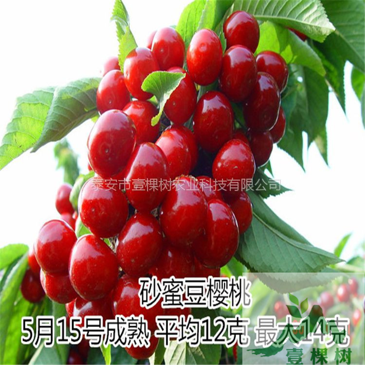 蘭丁櫻桃砧木經(jīng)濟(jì)效益