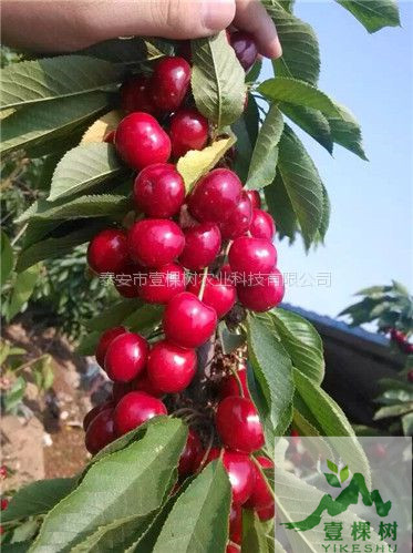 蘭丁櫻桃砧木經(jīng)濟(jì)效益
