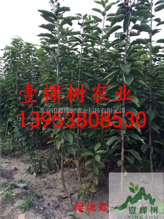 蘭丁櫻桃砧木口感好