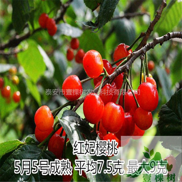 蘭丁櫻桃砧木現(xiàn)貨供應(yīng)