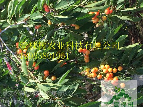 蘭丁櫻桃砧木現(xiàn)貨供應(yīng)